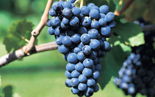 Barbera