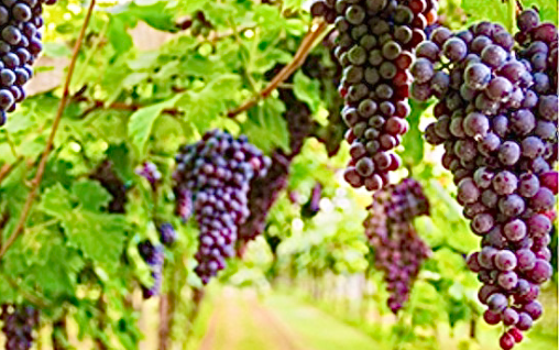 Bordeaux Blend