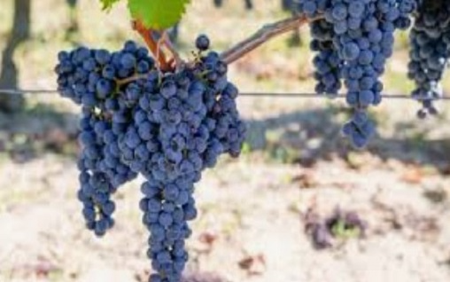Cabernet Franc