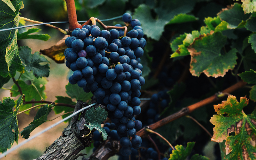 Cabernet Sauvignon