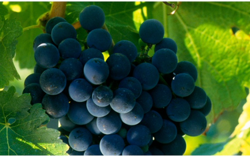 Cabernet Sauvignon Blend