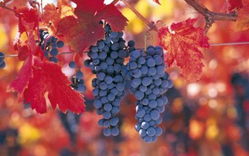 Carménère
