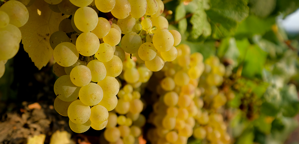 Chardonnay