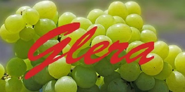 Glera
