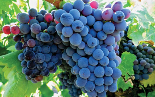 Grenache