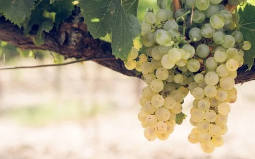 Grenache White