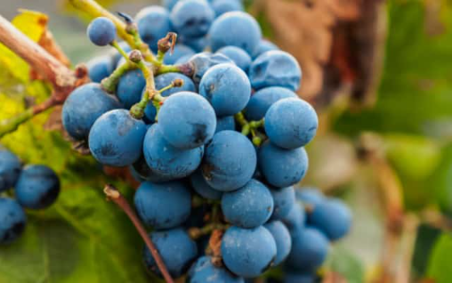 Malbec
