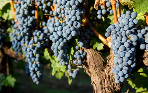 Merlot
