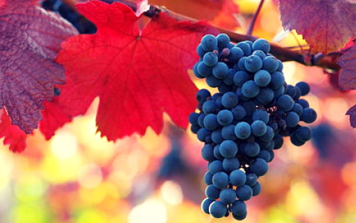 Mourvedre