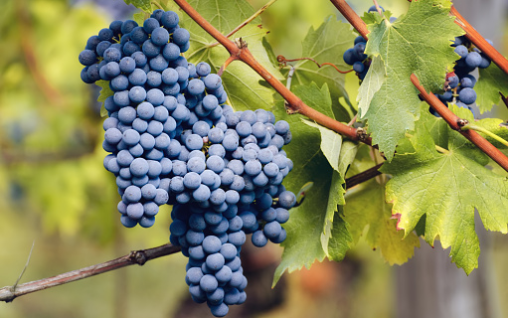 Nebbiolo