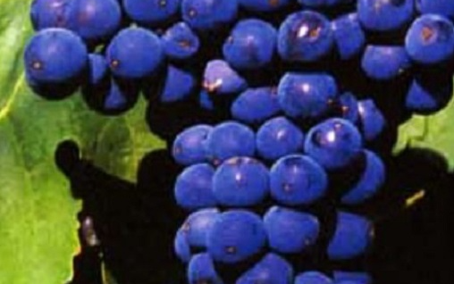 Negromaro