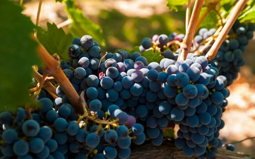 Petit Verdot