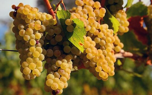 Pinot Chardonnay