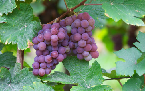 Pinot Grigio