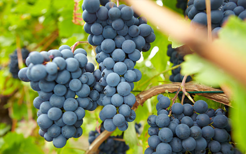 Pinot Noir