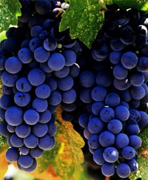Primitivo