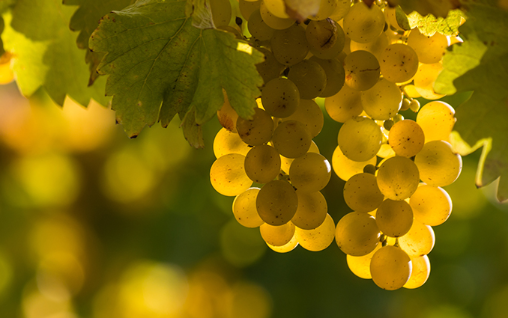 Riesling