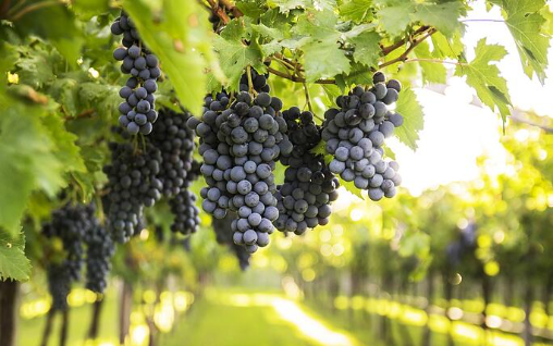 Sangiovese