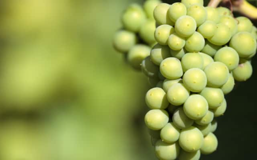 Sauvignon Blanc