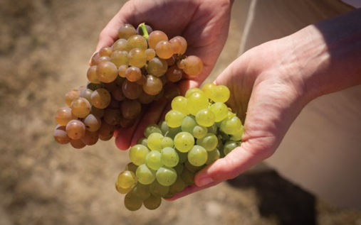 Sauvignon Gris
