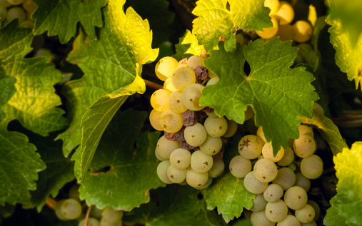 Semillon