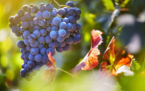 Shiraz/Syrah