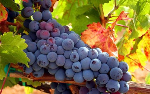 Tempranillo