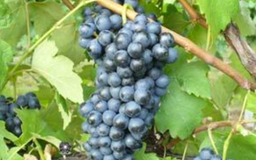 Uva Longanesi