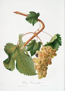 Vermentino nero