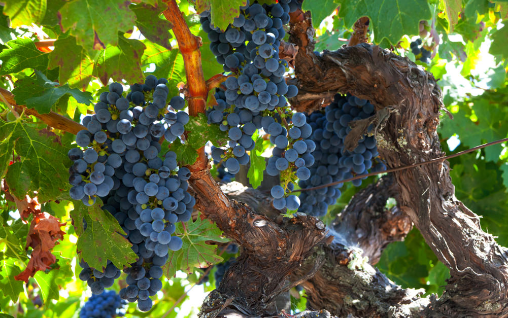 Zinfandel